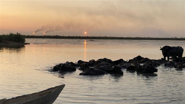 [Webinar] Environmental Displacement of the Indigenous Ahwari People in Iraq’s Wetlands