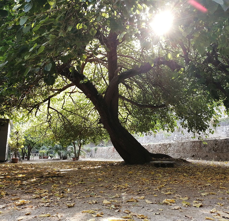 شجرة توت عمرها 120 عامًأ في حديقة طُبّجي، مار مخايل (المصدر: مريم بزي، أيلول 2021)